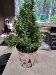 RUPSHASGARDEN Rosemary Plant