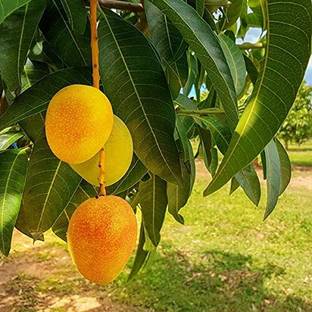 AloGardening Mango Plant