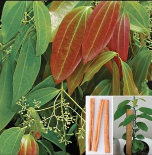 Click to buy Cinnamon Plant