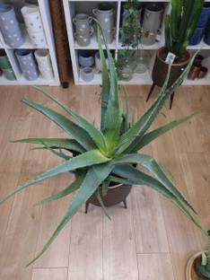 Cloud Farm Medinilla Magnifica Plant