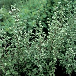 ABEFARIYA Marjoram Plant