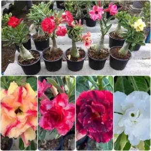 PetalPath Adenium Plant