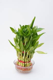 Treevayu Three Layer Bamboo Plant