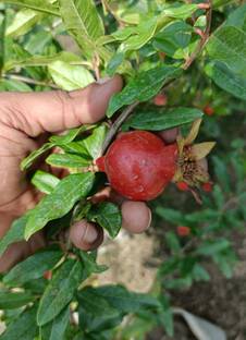 एक्सोटिक प्लांट हब थाई अनार का पौधा पौधा