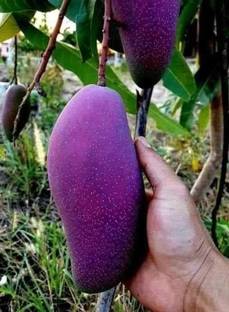 BerryBreeze Mango Plant