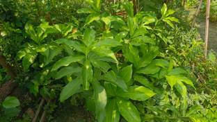 Live Insulin Plants Insulin Plant