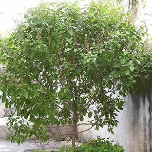 greengrow Tulsi Plant