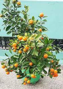 ABEFARIYA Sweet Lemon Plant