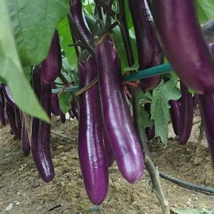 Gardeners Choice Brinjal
