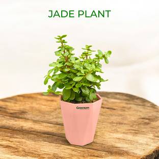Greenium Jade Plant