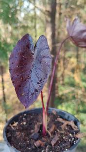 Naturesense Alocasia Plant