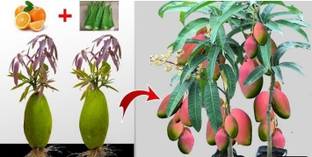 HYBRID Mango Plant