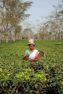 PlantQuipo Tea Plant