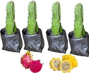 BROTHERS SMD Dragon Tree