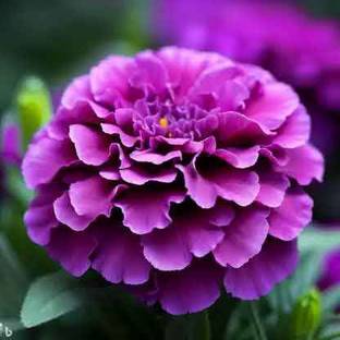 Ayushgreenplant Marigold Plant