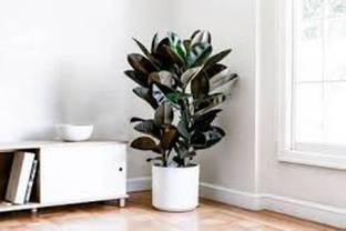 GreenyOn Rubber Tree