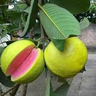 Biosnyg Rare Apple Guava (Red Flesh - Apple Shape) 200 Seeds Seed