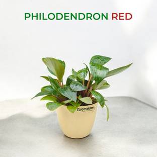 Greenium Philodendron Red Emerald Plant