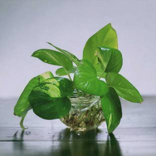 Bhavesh Creation Money Plant