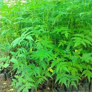 Cloud Farm Neem Plant