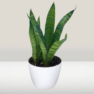 PetalPath Snake Plant