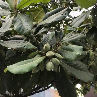 Royplant Almond Plant
