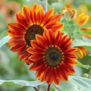 SURJOMUKHI Sunflower Plant