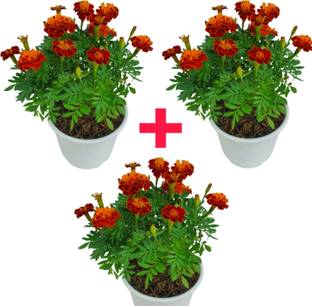 SPYPL Marigold Plant