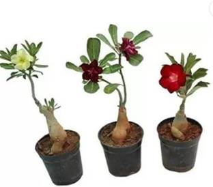 Cloud Farm Adenium Plant