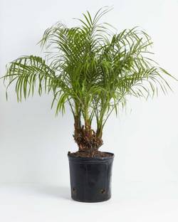 date palm Fan Palm Plant