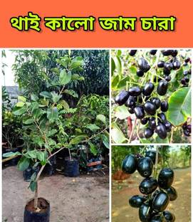 hybrid jamun Jamun Plant