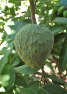 M-Technologies Rare Cherimoya Fruit Exotic Seedling Live Plant