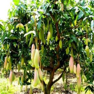 Earth Angels Mango Plant