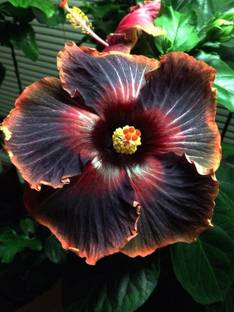 greenhousestore Hibiscus Plant
