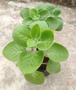 ABEFARIYA Ajwain Plant