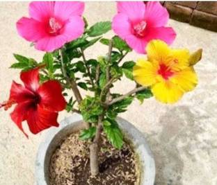 AFARTIOBINA Hibiscus Plant