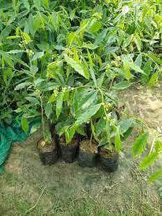 BALA PLANT CREATION Agati Plant