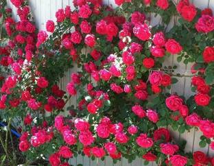 greenhousestore Rose Plant