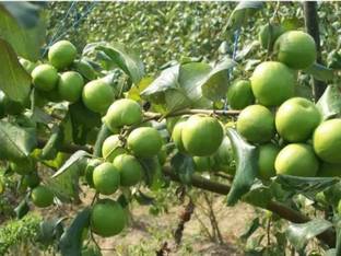 KB NURSERY Abiu Plant