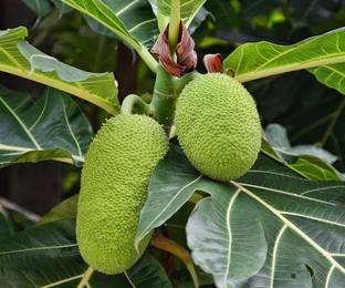 Cloud Farm Breadfruit Plant