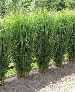 greenhousestore Lemon Grass Plant