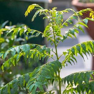 Tajplanthub Neem Plant