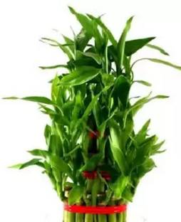 oyeboy Two Layer Bamboo Plant