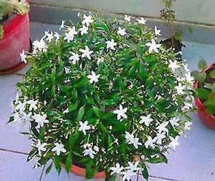 Cloud Farm Chandini Flowering Plant