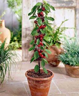 Skrhuvoy Cherry Fruit Plant