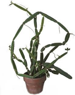 Green Era Veld Grape Plant