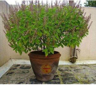 MondalNursery Tulsi Plant