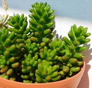 Tha Live root jelly Jelly Bean Plant