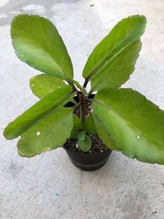 Click to buy Bryophyllum Pinnatum/Patharchatta Plant