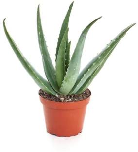 Aloe barbadensis miller Aloe Vera Plant